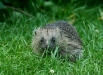 Hedgehog